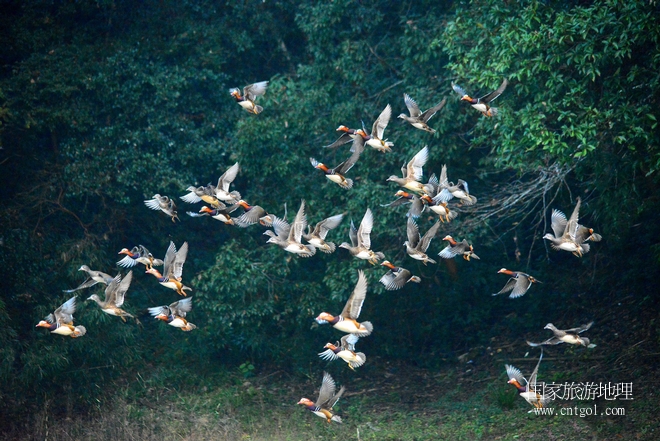 進(jìn)入初冬，大批野生鴛鴦陸續(xù)飛抵江西婺源縣賦春鎮(zhèn)鴛鴦湖越冬，小精靈們?cè)诤嫔匣蛳嗷ヒ蕾?、卿卿我我；或隨波逐流、嬉戲打鬧，悠閑自在生活在青山綠水之間，優(yōu)良的水域和豐富的湖畔闊葉林，為鴛鴦過(guò)冬提供良好生存環(huán)境，婺源鴛鴦湖已成為亞洲最大的野生鴛鴦越冬棲息地。（攝于12月4日下午）