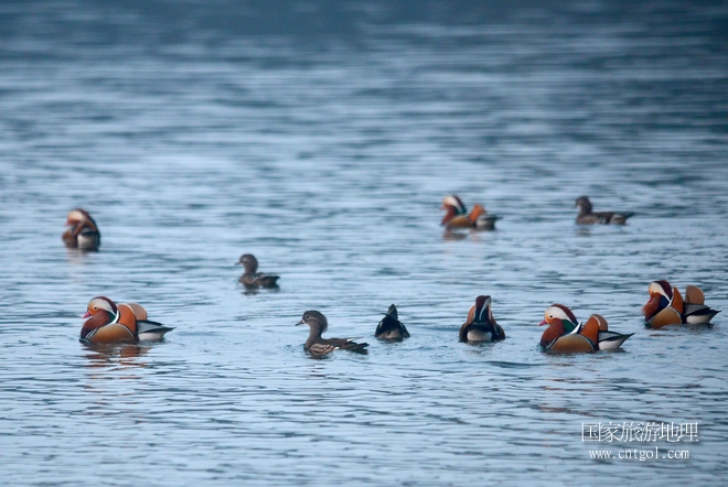 進(jìn)入初冬，大批野生鴛鴦陸續(xù)飛抵江西婺源縣賦春鎮(zhèn)鴛鴦湖越冬，小精靈們?cè)诤嫔匣蛳嗷ヒ蕾?、卿卿我我；或隨波逐流、嬉戲打鬧，悠閑自在生活在青山綠水之間，優(yōu)良的水域和豐富的湖畔闊葉林，為鴛鴦過(guò)冬提供良好生存環(huán)境，婺源鴛鴦湖已成為亞洲最大的野生鴛鴦越冬棲息地。（攝于12月4日下午）