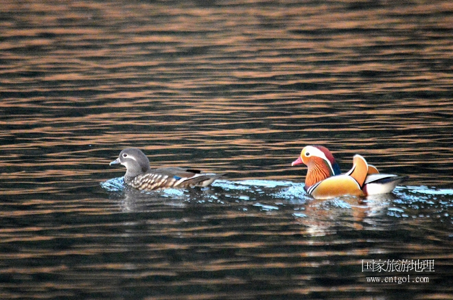 進(jìn)入初冬，大批野生鴛鴦陸續(xù)飛抵江西婺源縣賦春鎮(zhèn)鴛鴦湖越冬，小精靈們?cè)诤嫔匣蛳嗷ヒ蕾恕⑶淝湮椅?；或隨波逐流、嬉戲打鬧，悠閑自在生活在青山綠水之間，優(yōu)良的水域和豐富的湖畔闊葉林，為鴛鴦過(guò)冬提供良好生存環(huán)境，婺源鴛鴦湖已成為亞洲最大的野生鴛鴦越冬棲息地。（攝于12月4日下午）